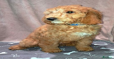 Mixed Breed dogs - Advert 3