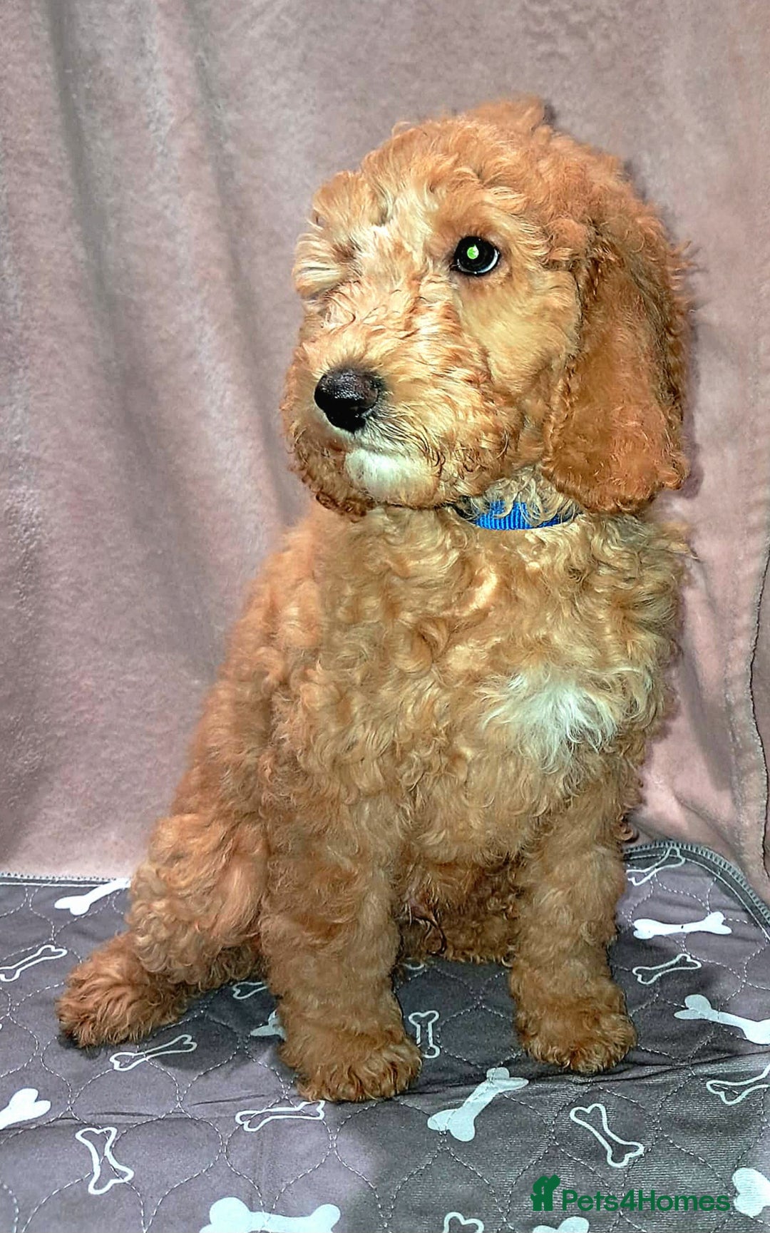 Mixed Breed dogs for sale: FULLY HEALTH TESTED FOX RED MINIATURE COCKAPOOS  - Image 2