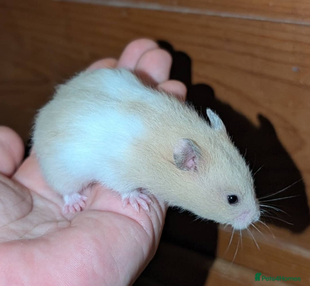 Hamster rodents for sale: Pedigree syrian hamsters  - Advert 4