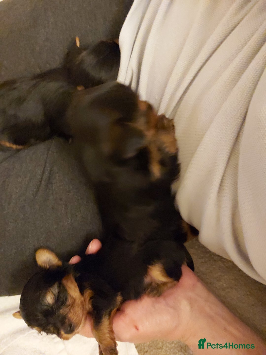 Yorkshire Terrier dogs for sale: Tiny Yorkshire Terriers - Advert 8