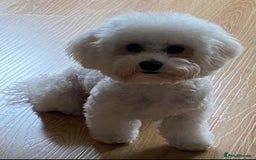 Bichon Frise dogs for sale: Pure Bichon frise for sale in Bromsgrove  in Bromsgrove - Image 18