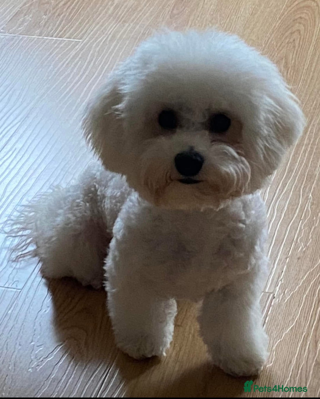 Bichon Frise dogs for sale: Pure Bichon frise for sale in Bromsgrove  in Bromsgrove - Image 18