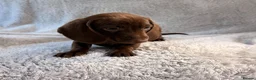 Miniature Dachshund dogs for sale: Miniature dachshund  - Advert 16