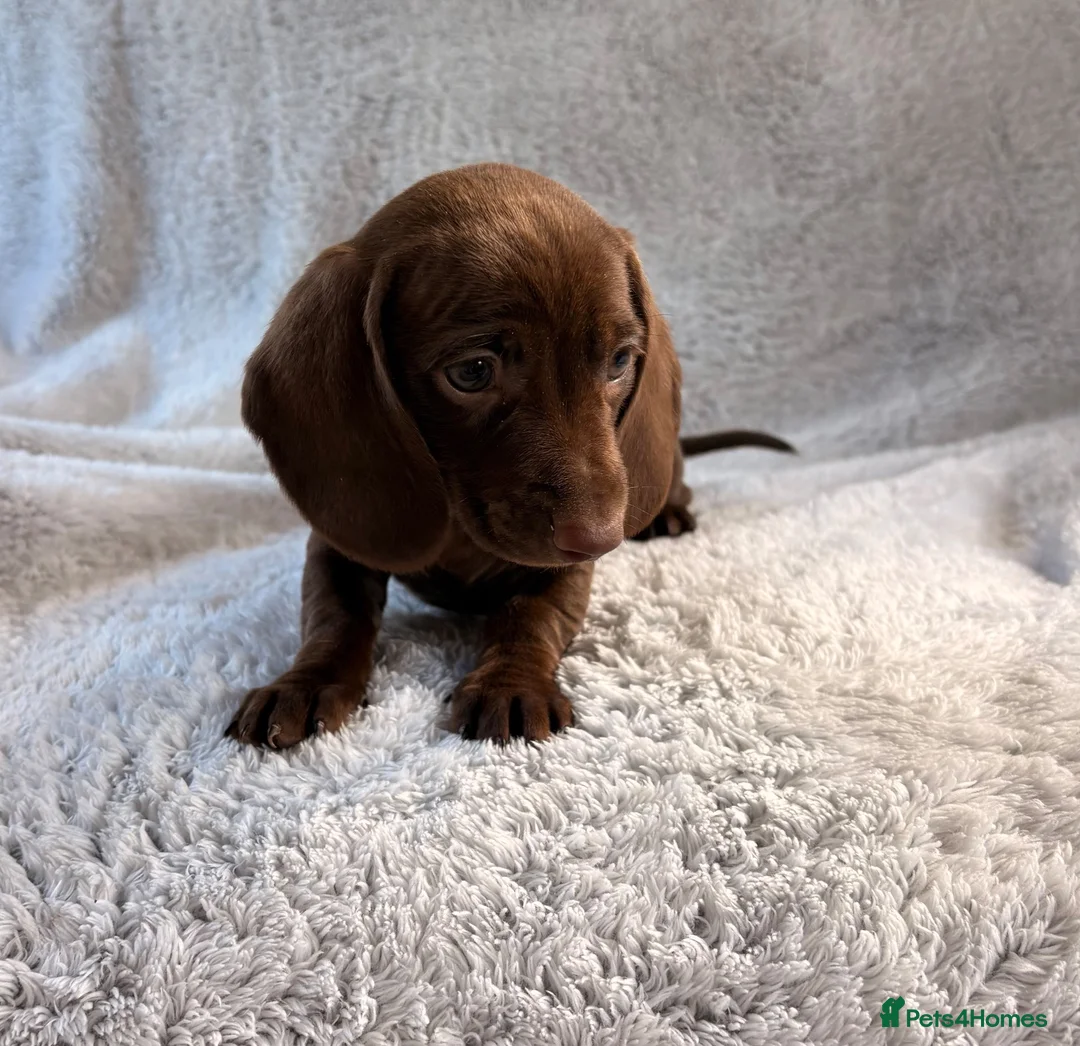 Miniature Dachshund dogs for sale: Miniature dachshund  - Advert 16