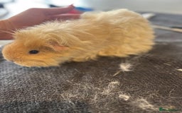 Guinea Pig rodents for sale: Sow guineapigs for sale  - Image 4
