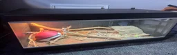 Bearded Dragon reptiles for sale: Male Beaded Dragon - Full set up  - Advert 4
