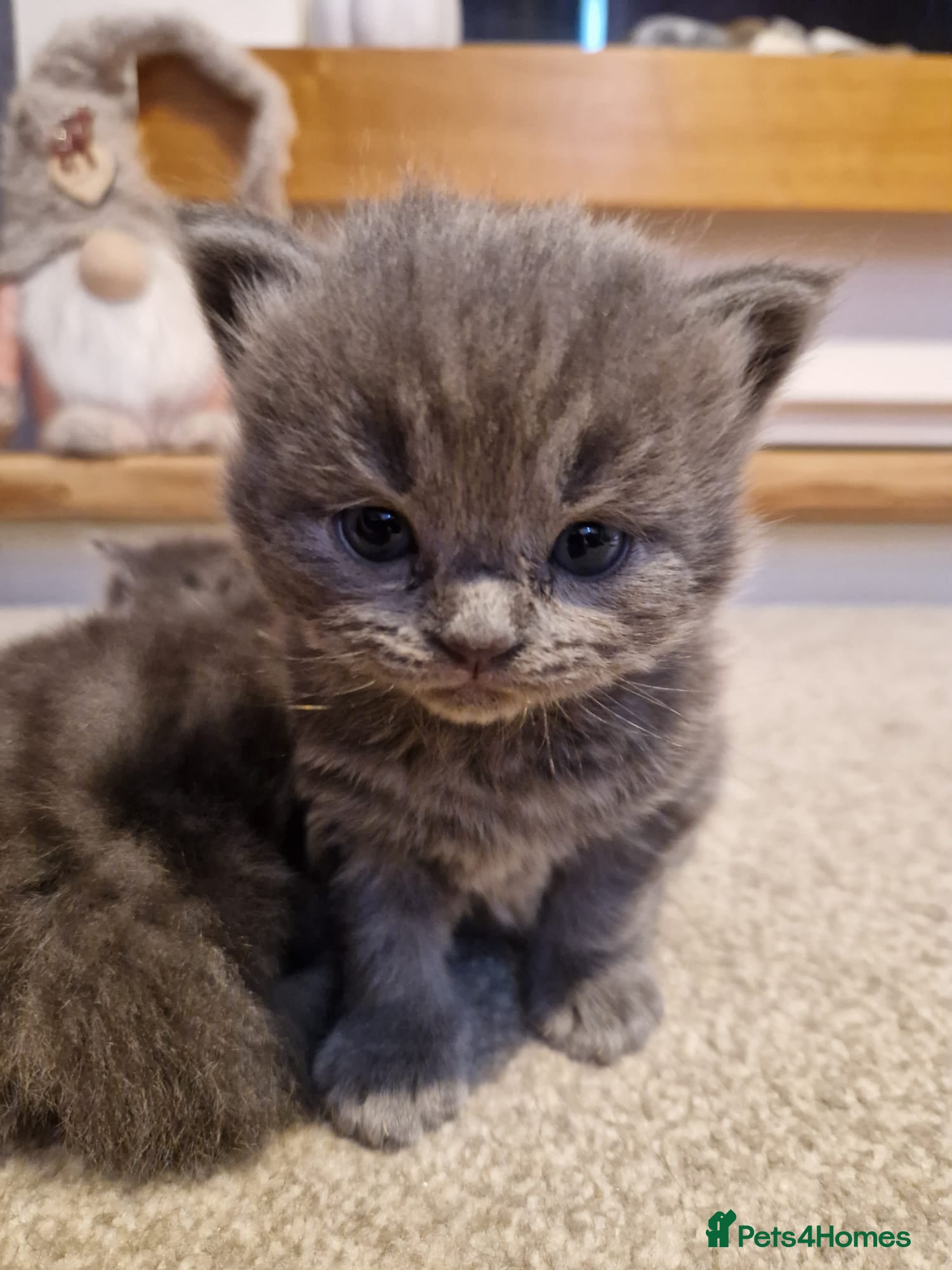 Ragdoll cats 5 STAR HOMES WANTED FOR RAGDOLL/BRITISH SHORTHAIRS - Advert 1