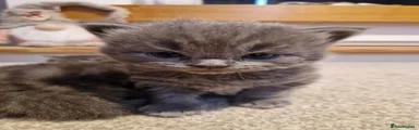 Ragdoll 1
