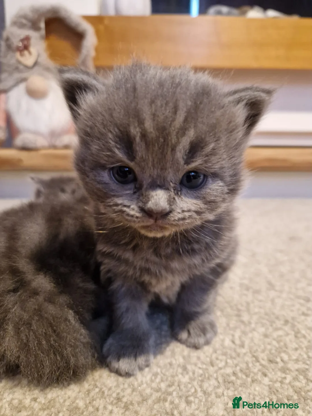 Ragdoll cats for sale: 5 STAR HOMES WANTED FOR RAGDOLL/BRITISH SHORTHAIRS in Newark - Advert 1