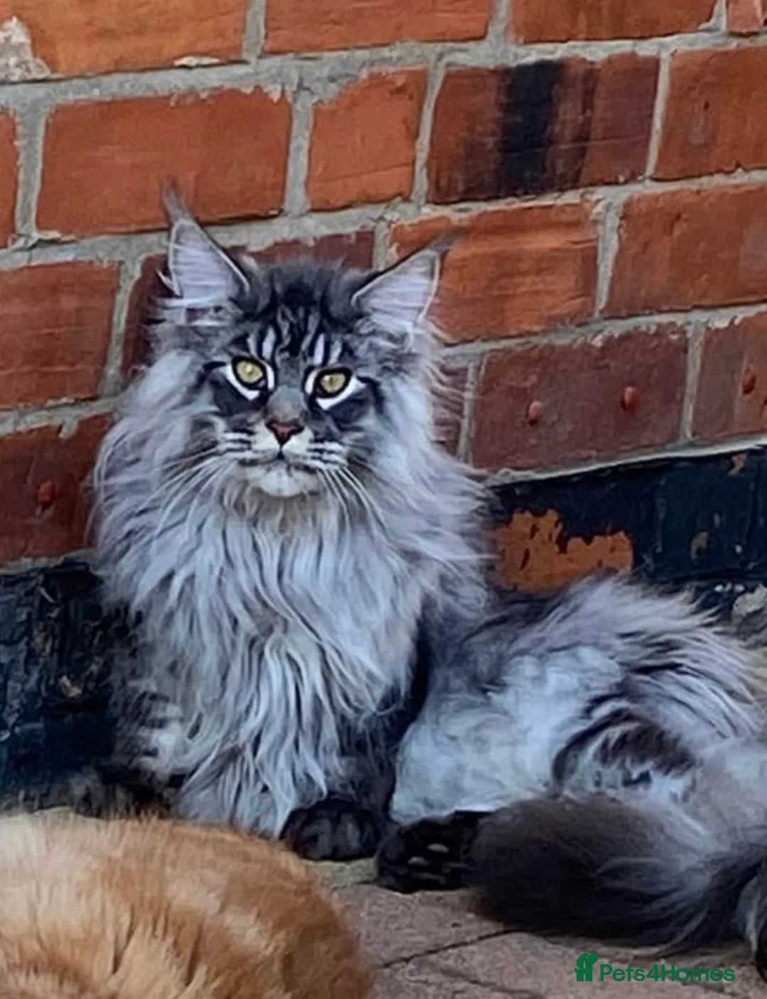 Maine Coon cats for sale: Black Silver Maine Coon - WCF Registered - Advert 1