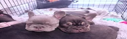 French Bulldog dogs for sale: Beautiful Chunky Chocolate Tan Boy and Lilac Bitch - Advert 7