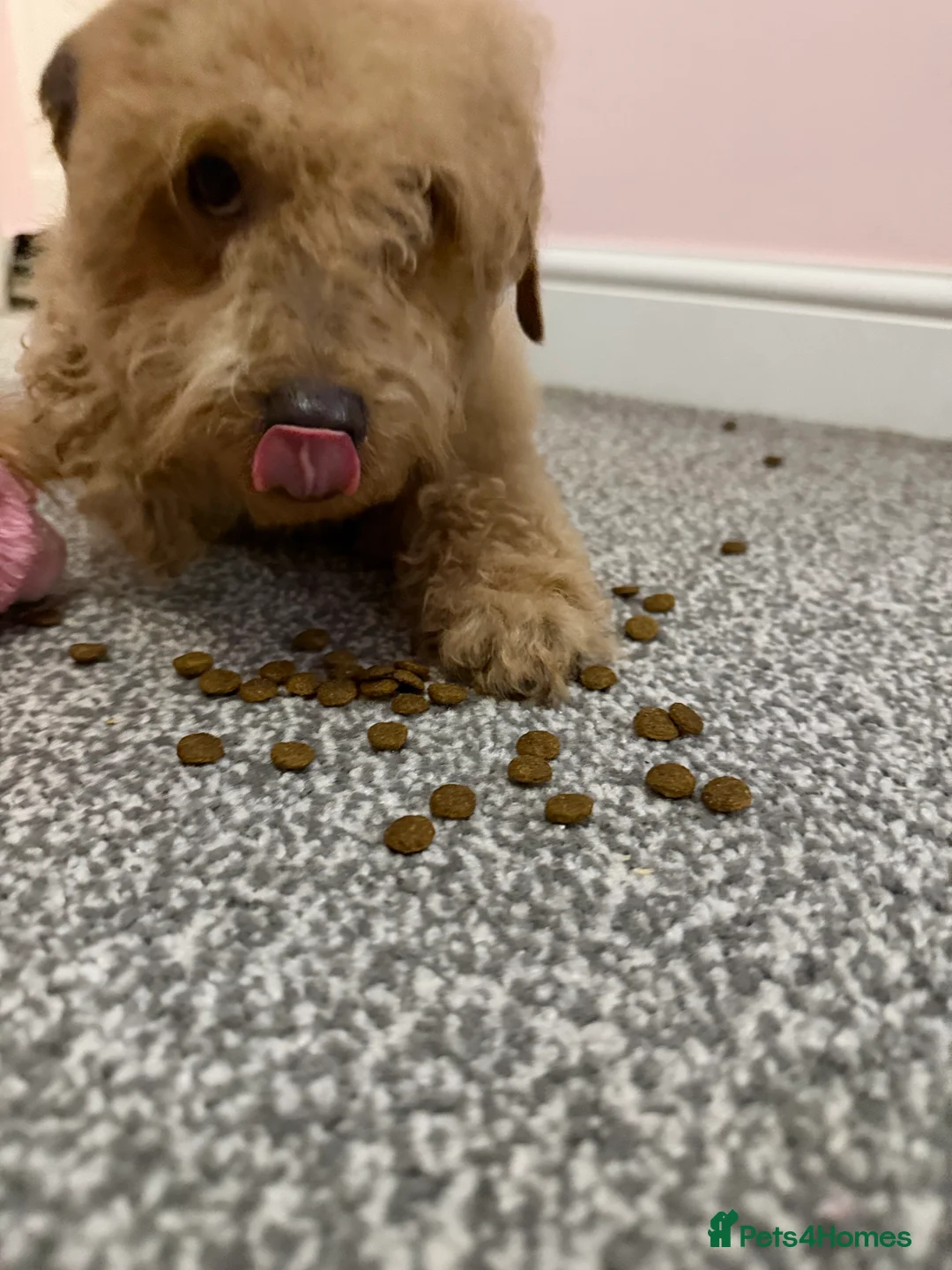 Cavapoo dogs for sale: Cavapoo Puppy – 12 Weeks Old – £1000 in Ware - Advert 5