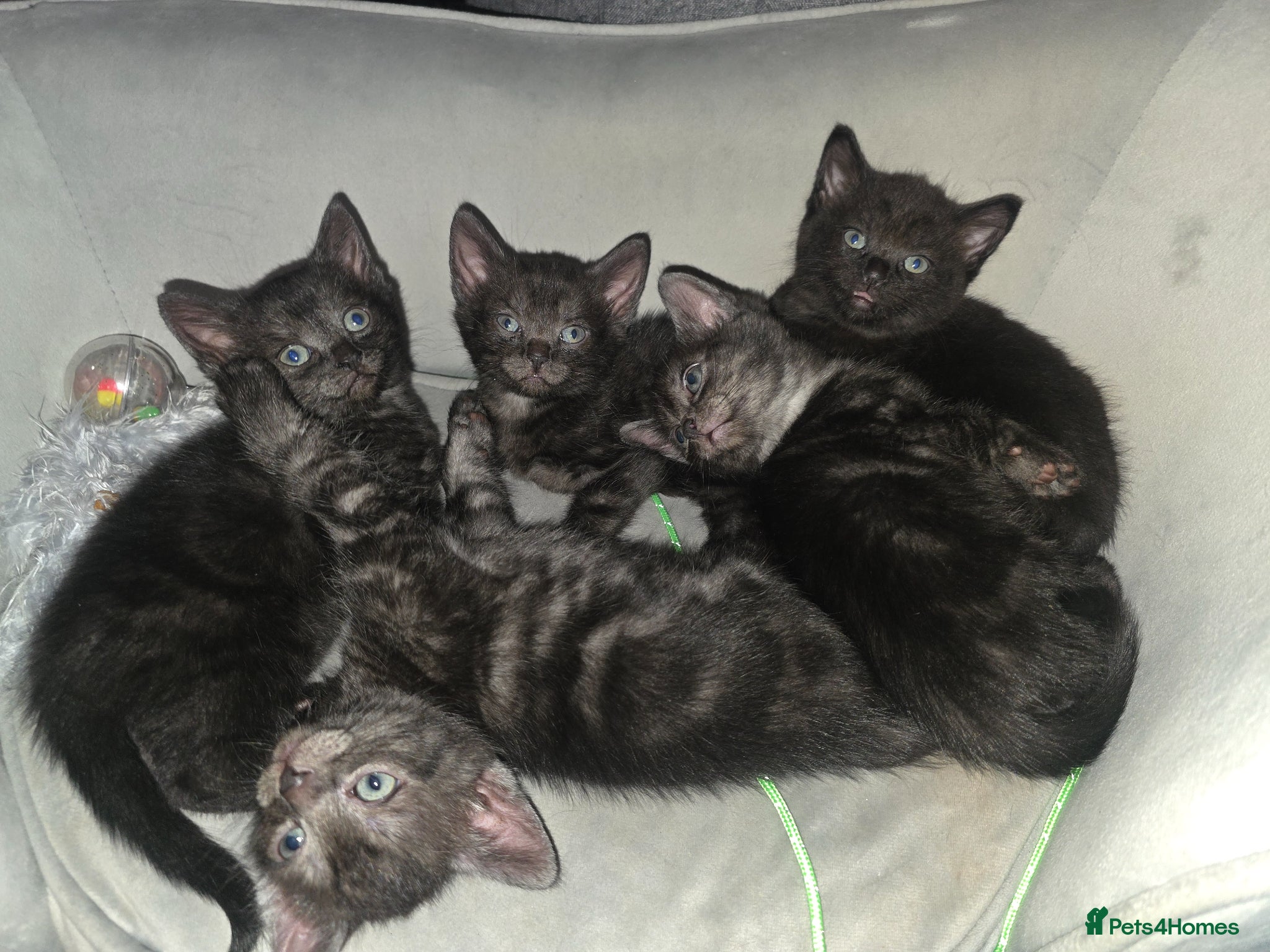 Mixed Breed cats Black kittens with grey markings  - Advert 12