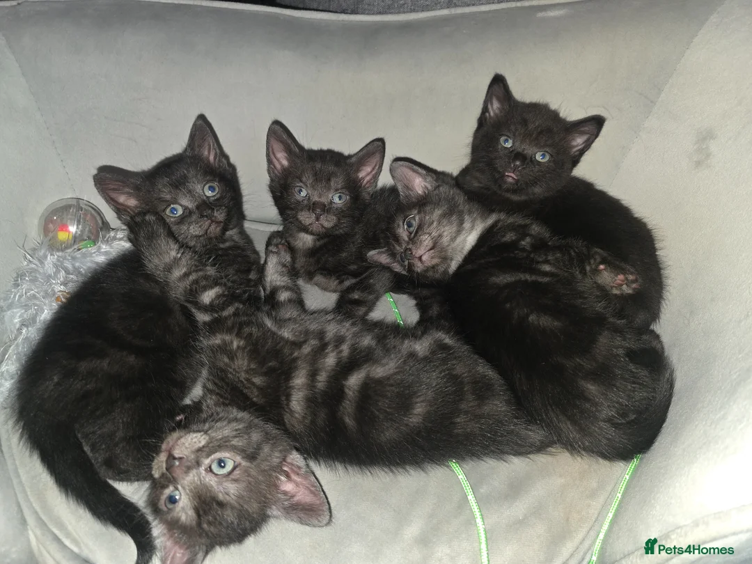 Mixed Breed cats for sale: Black kittens with grey markings  in Barry - Advert 1
