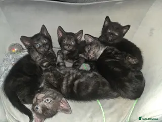 Mixed Breed cats Black kittens with grey markings - Advert 7