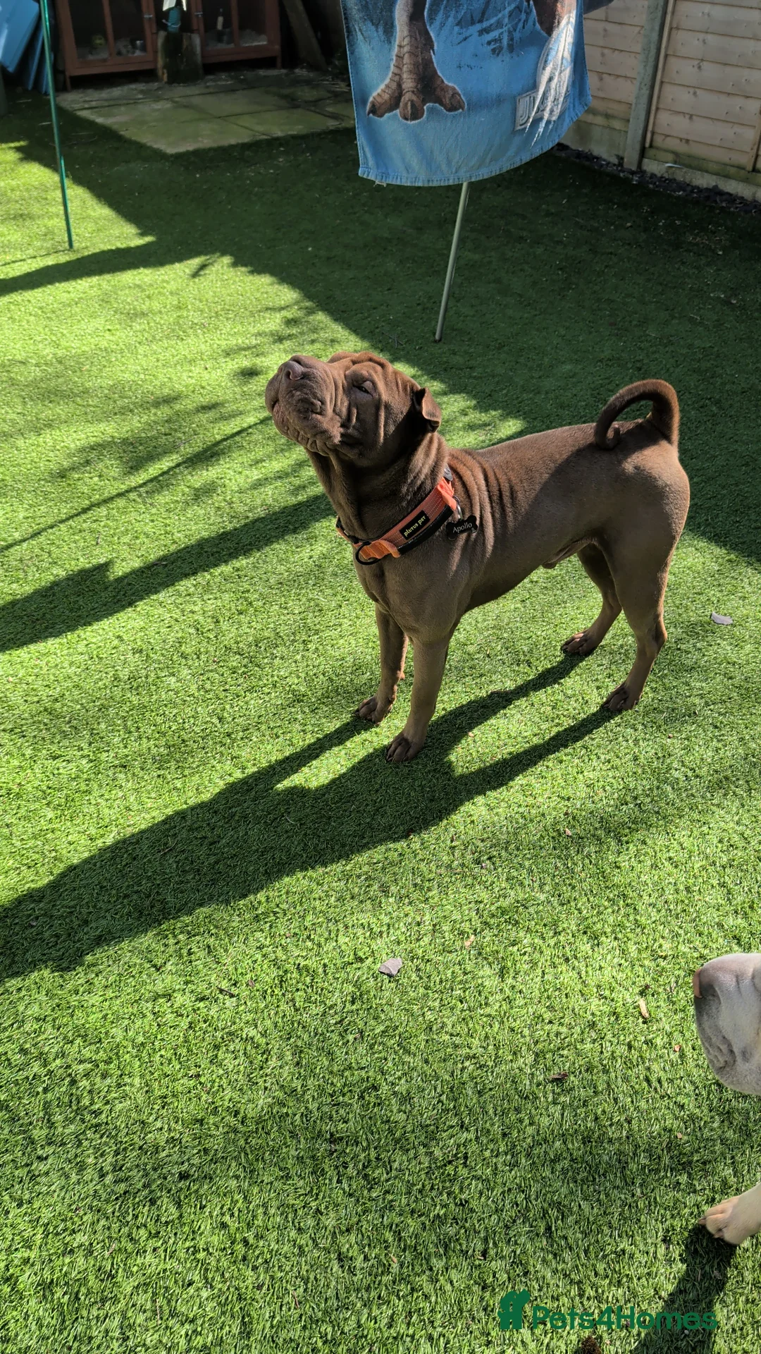 Shar Pei dogs for sale: 1 male and 1 female Shar pei dog to be rehomed - Advert 2