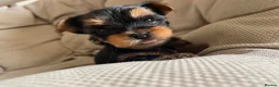 Yorkshire Terrier dogs for sale: Adorable Yorkshire Terrier Puppies 🐾❤️ - Advert 22