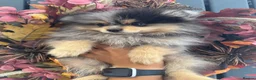 Pomeranian dogs for sale: REDUCED!!  KC FULLY VACCINATED Pomeranians   - Advert 16