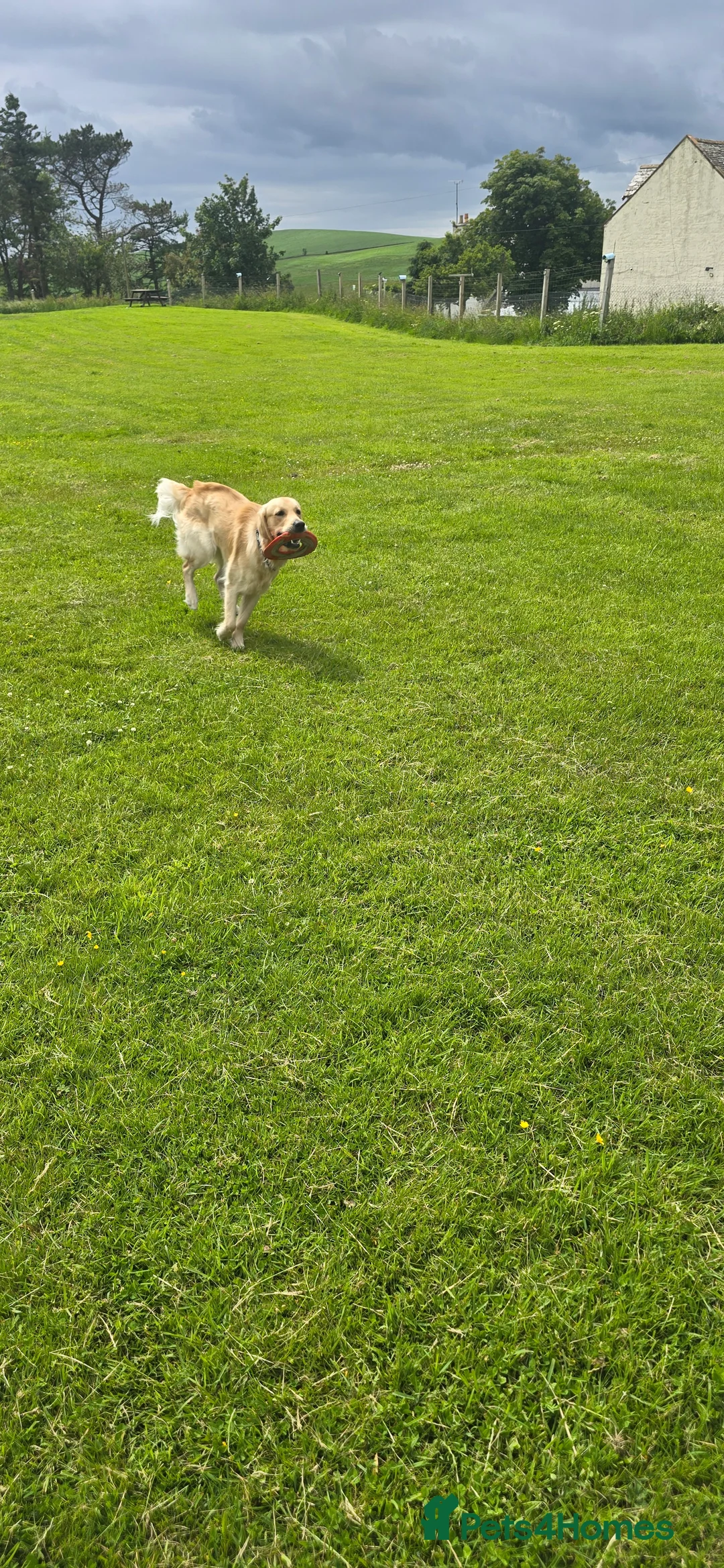 Golden Retriever dogs for stud: Golden Retriever Stud-Meet Hamish - Advert 7