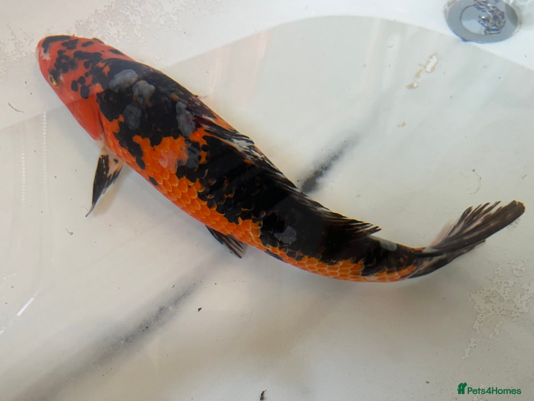 Koi Carp fish for sale: 16”-18” Koi for sale. - Advert 7