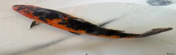 Koi Carp fish for sale: 16”-18” Koi for sale. - Advert 7