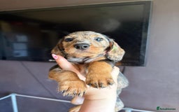 Dachshund dogs for sale: Minature dachshund puppies  - Image 22
