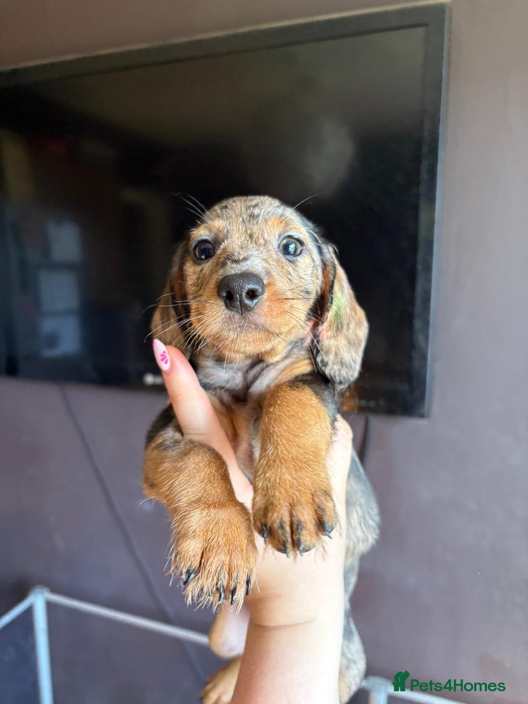 Dachshund dogs for sale: Minature dachshund puppies  - Image 22
