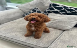 Toy Poodle dogs for stud: Red Toy Poodle for stud - Image 2