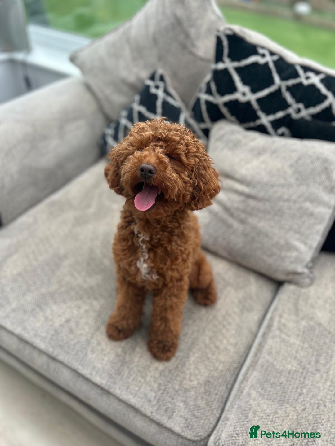 Toy Poodle dogs for stud: Red Toy Poodle for stud - Image 2
