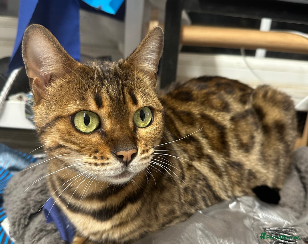 Bengal cats for sale: Friendly Bengal Girl seeks Forever Home - Advert 4