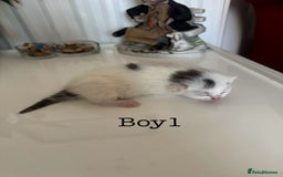 British Shorthair cats for sale: 6 Playful British Shorthair Cats - Image 3