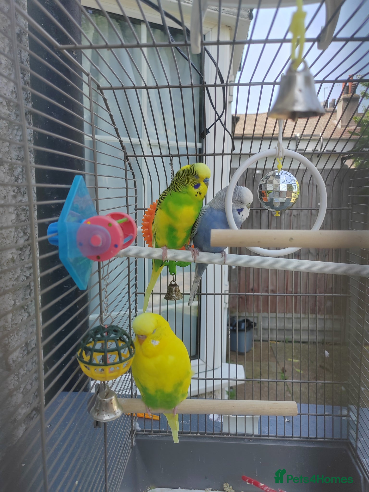 Finches birds 1 male and 2 female budgies with cage - Advert 8