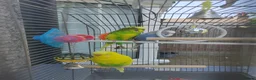 Finches birds for sale: 1 male and 2 female budgies with cage - Advert 1