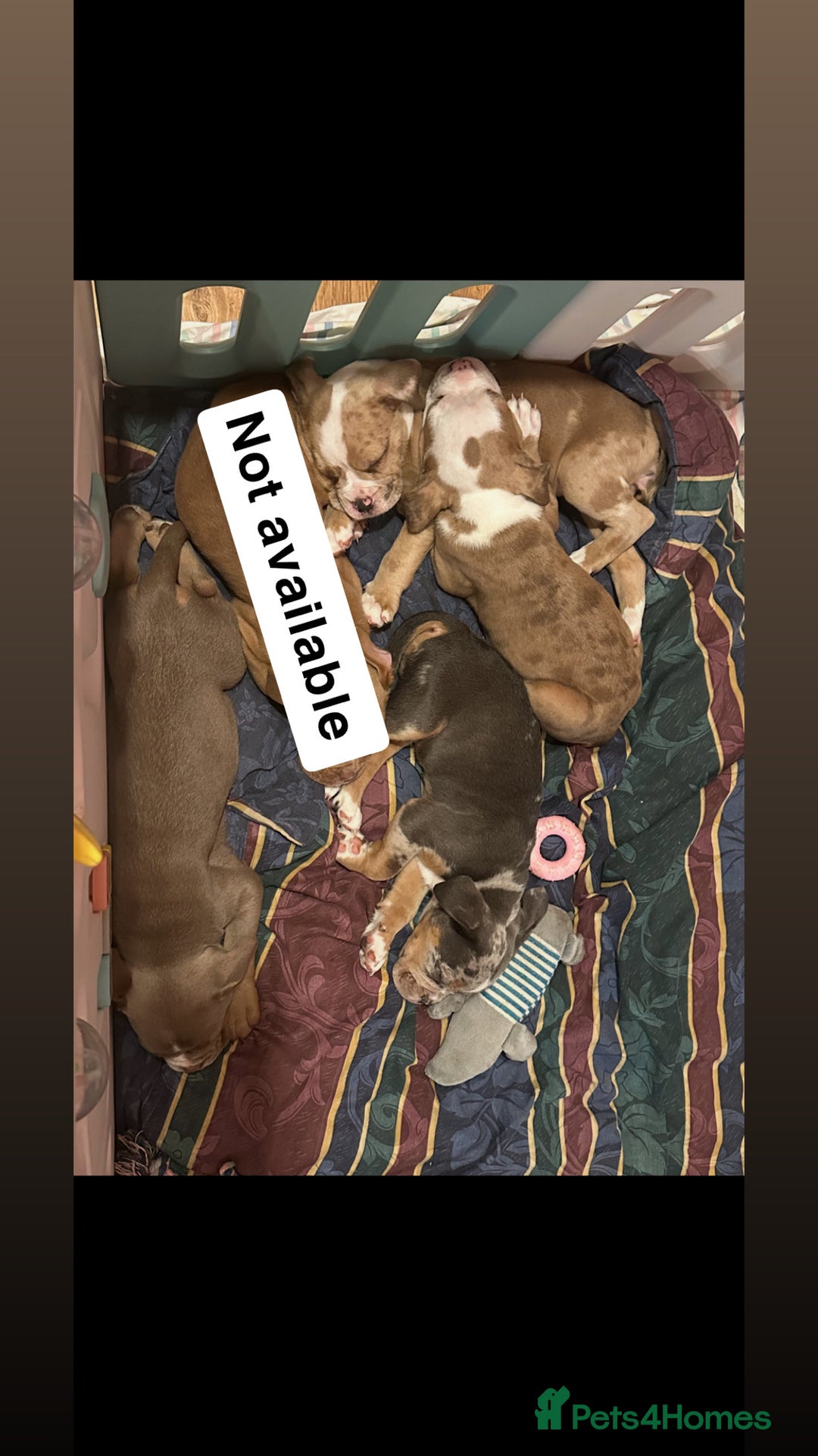 Old Tyme Bulldog dogs for sale: Old Tyme Bulldog Puppies - Advert 4