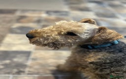 Lakeland Terrier dogs for sale: Lakeland terrier puppies - Image 13