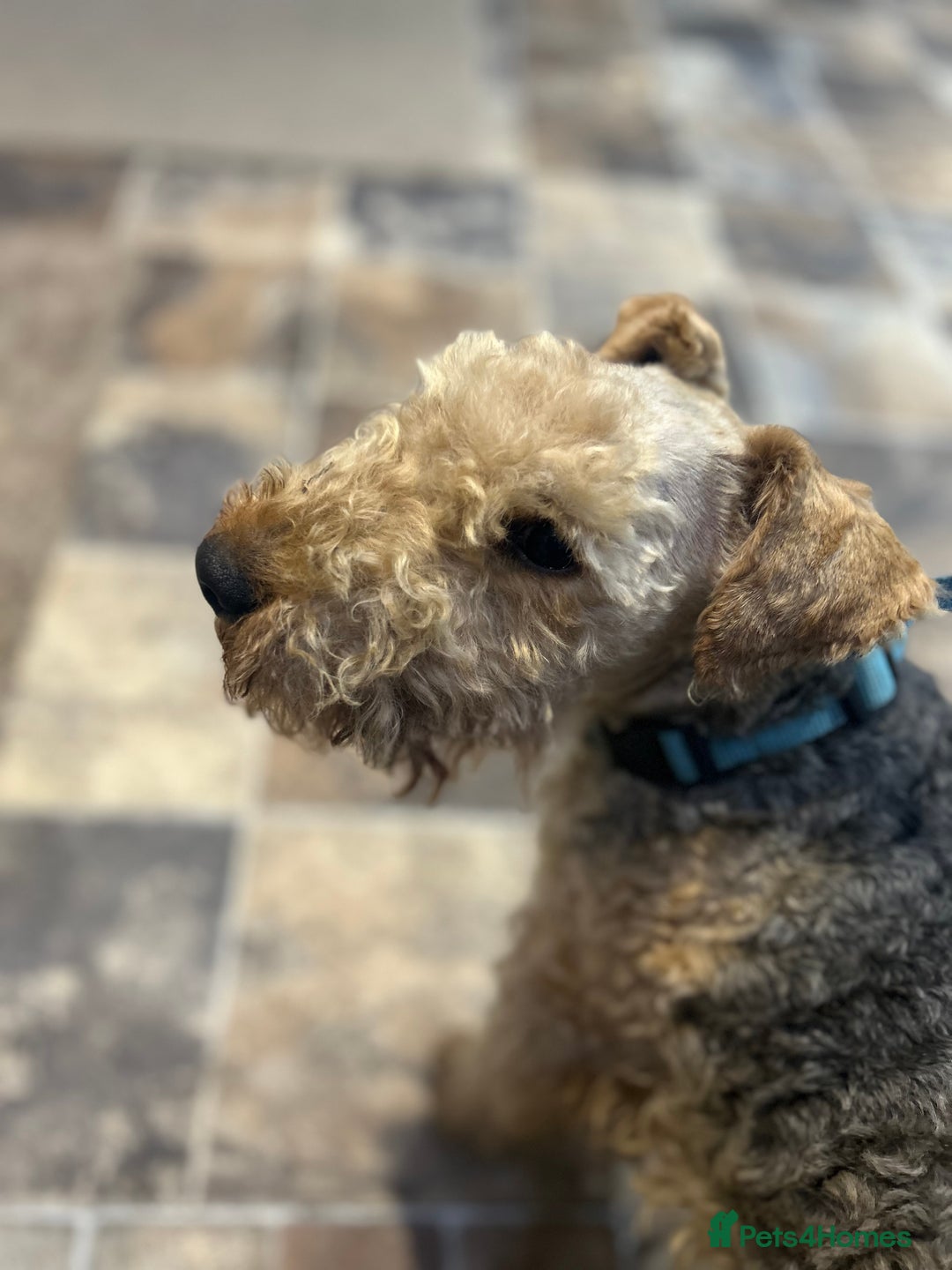 Lakeland Terrier dogs for sale: Lakeland terrier puppies - Image 13