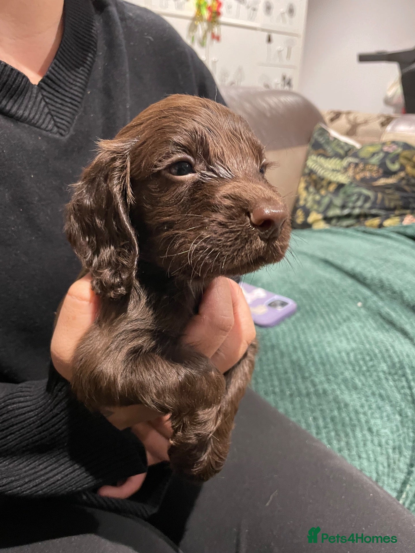 Sprocker dogs Sprocker Puppys  - Advert 15
