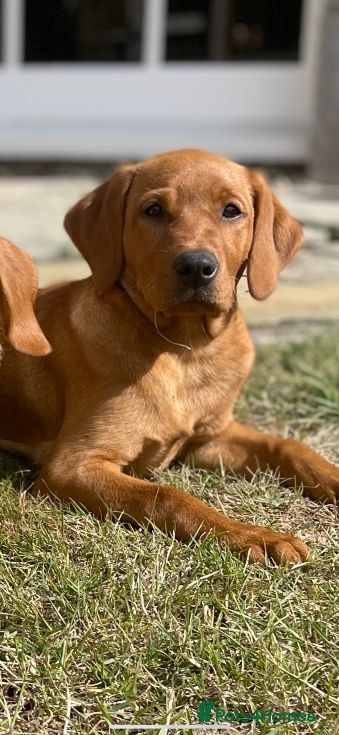 Labrador Retriever dogs for sale: Beautiful Fox Red Labrador puppies in Market Rasen - Advert 2