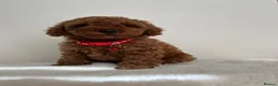 Toy Poodle dogs for sale: Beautiful Toy Poodle Puppies in Sevenoaks - Advert 8