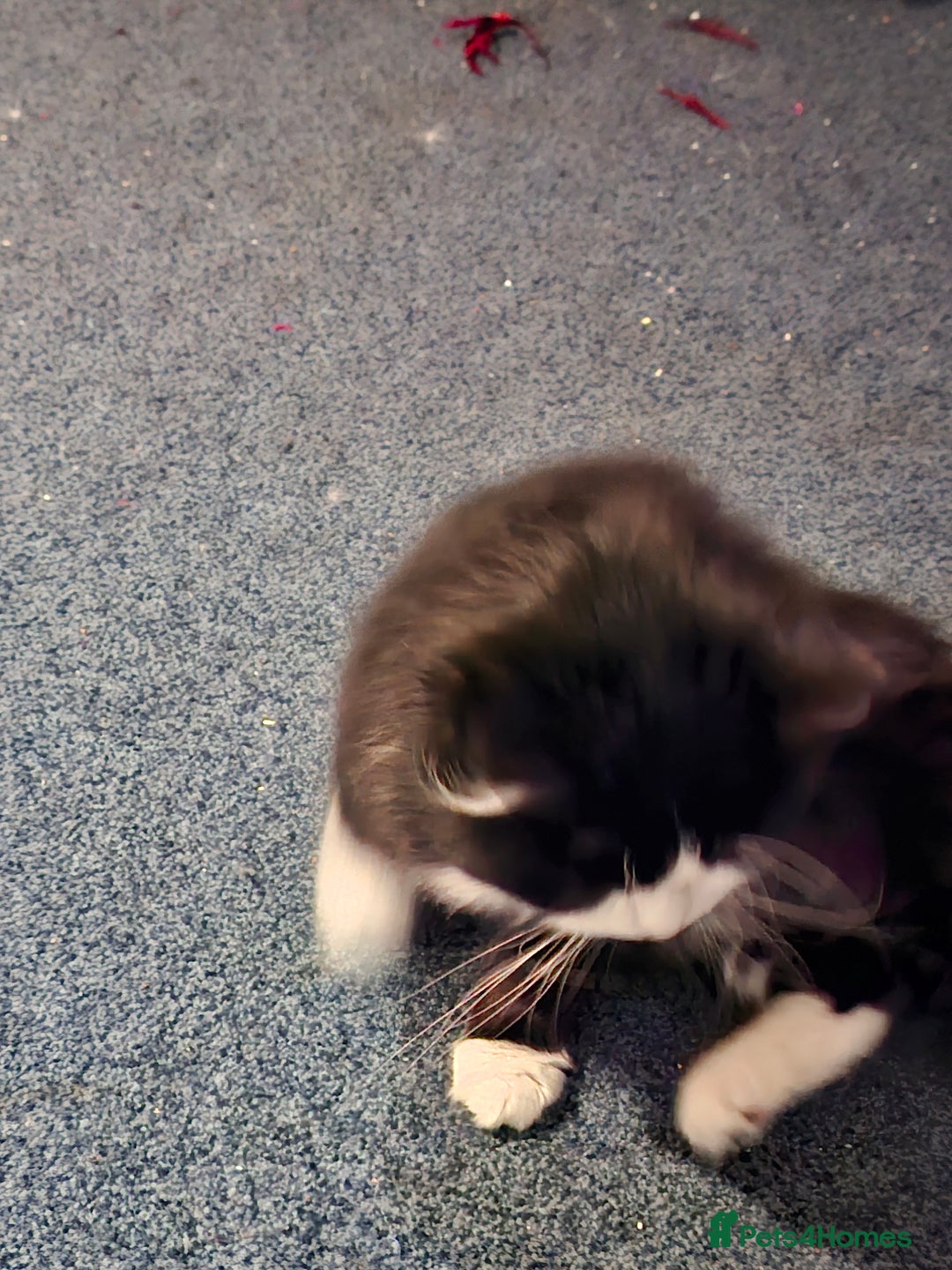 Mixed Breed cats for sale: Shadow - Advert 7