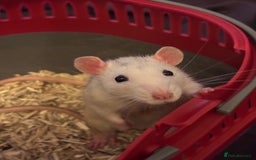 Rat rodents for sale: Free to a good home! - Image 3