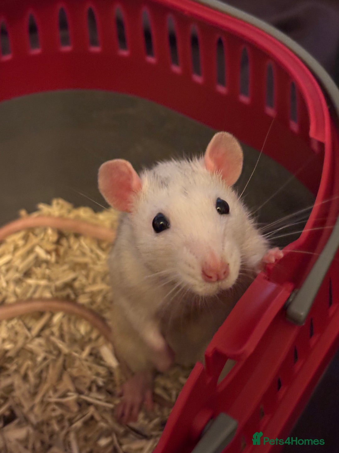 Rat rodents for sale: Free to a good home! - Image 3