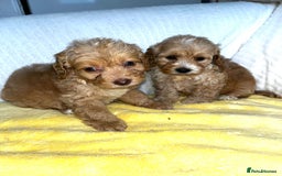 Standard Poodle dogs for sale: Ready to leave standard poodles  - Image 4