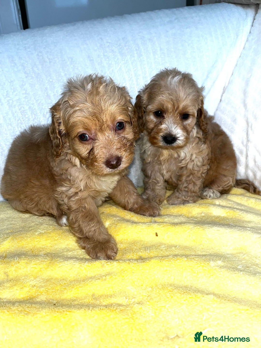 Standard Poodle dogs for sale: Ready to leave standard poodles  - Image 4