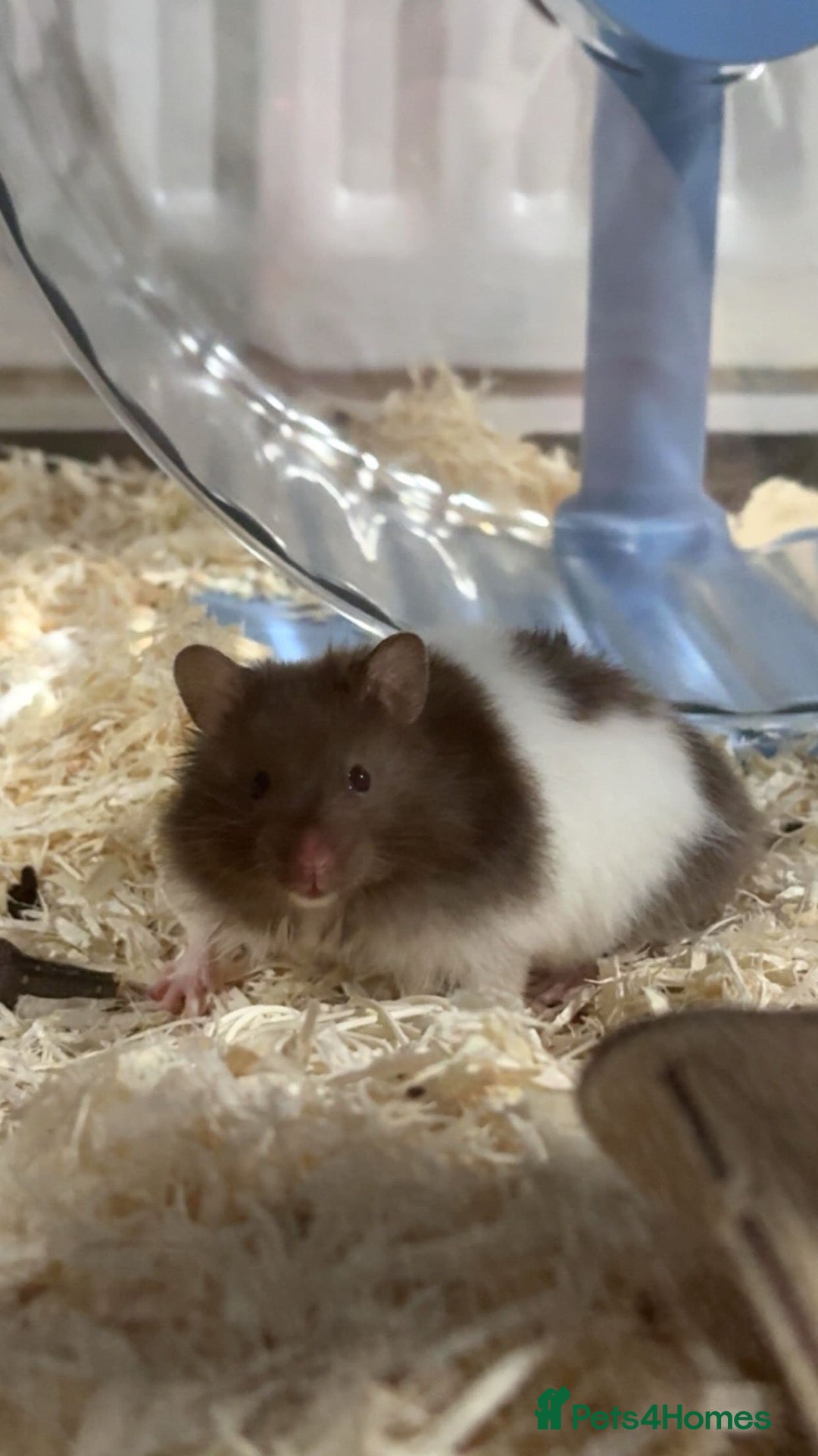 Hamster rodents for sale: Hamster male 9 weeks old  - Advert 1