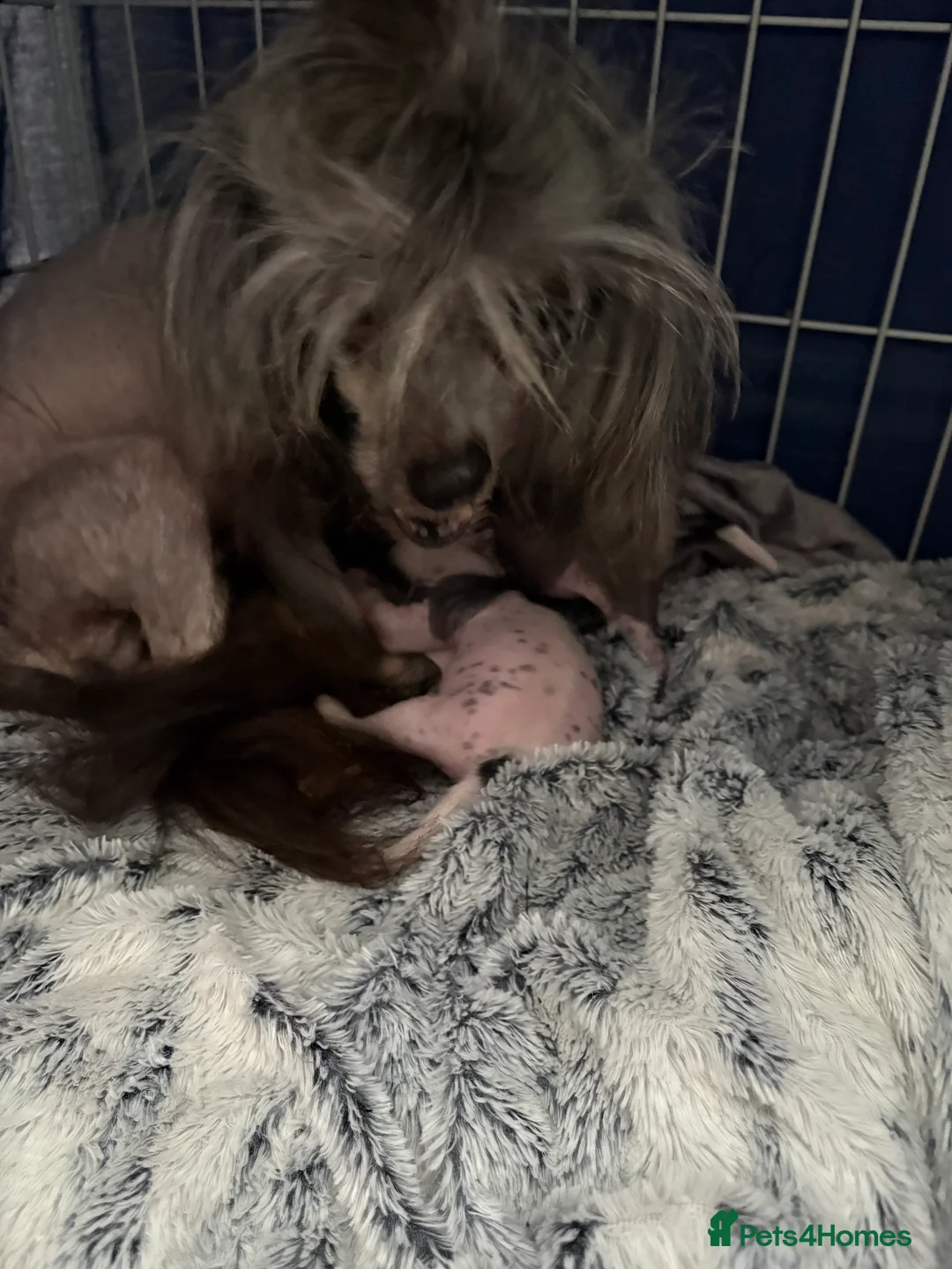 Chinese Crested dogs for sale: Chinese crested Hairy hairless males - Advert 2