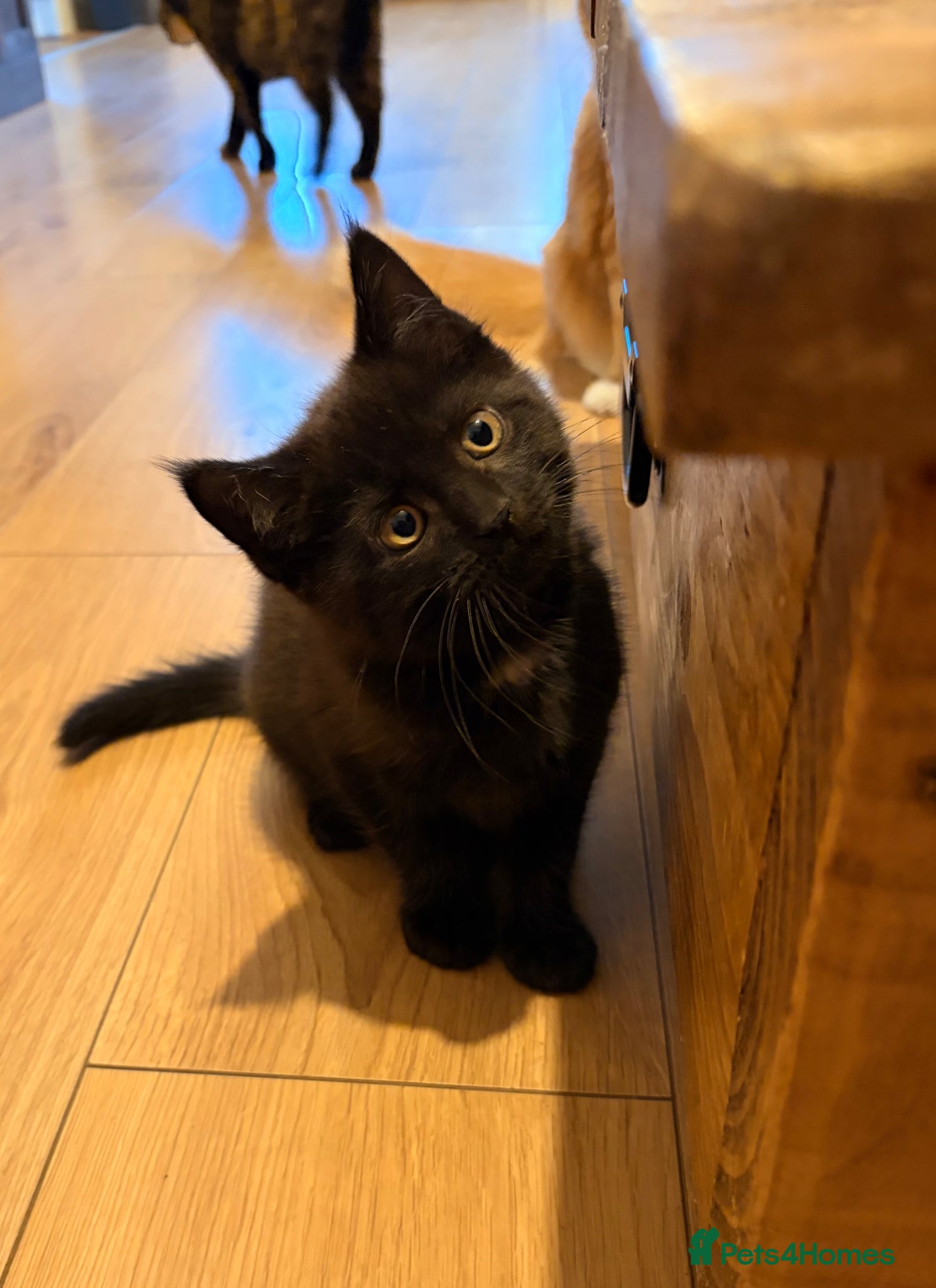 Maine Coon cats Maine coon x BSH - Advert 6