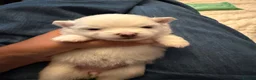 Pomeranian dogs for sale: 4 beautiful white Pomeranian boys  in Gloucester - Advert 37