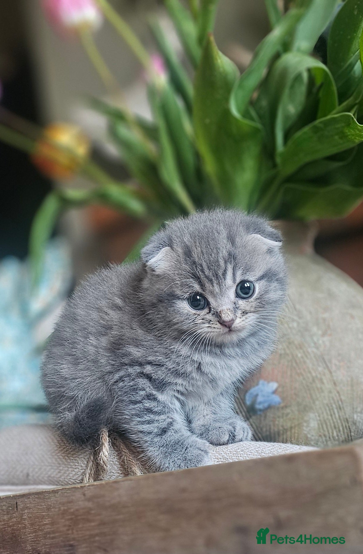 Scottish Fold cats Scottish Fold Girl  Kittens ready to reserve - Advert 1