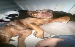 Dorset Olde Tyme Bulldogge dogs for sale: beautiful chocolate tri merle female  - Image 3